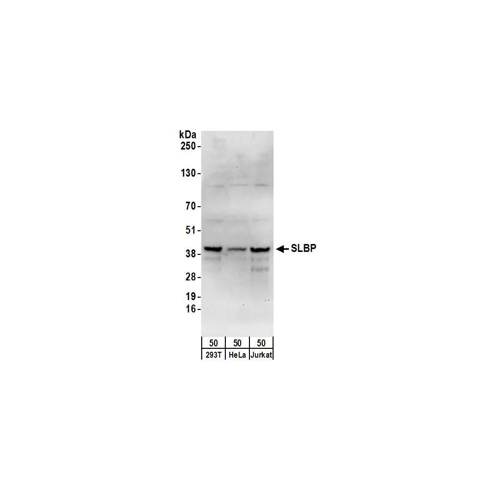 Rabbit anti-SLBP Antibody, Affinity Purified