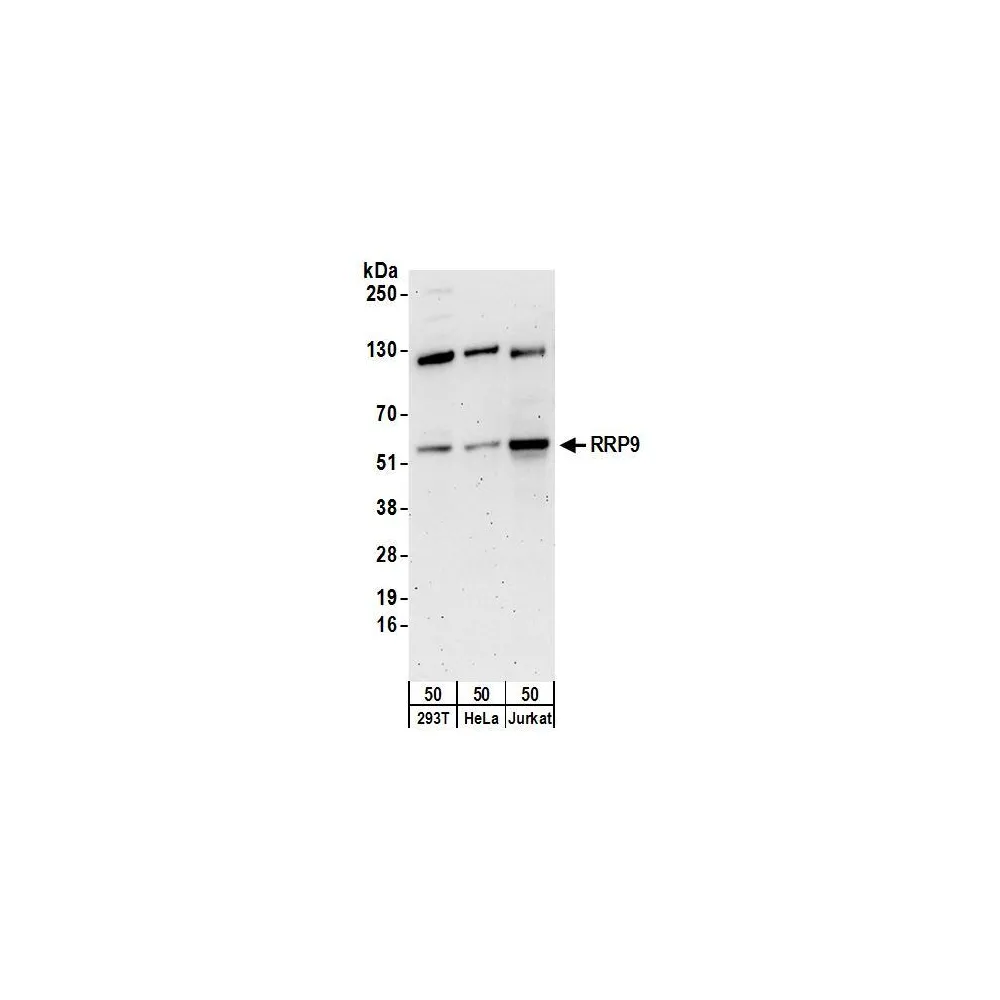 Rabbit anti-RRP9 Antibody, Affinity Purified