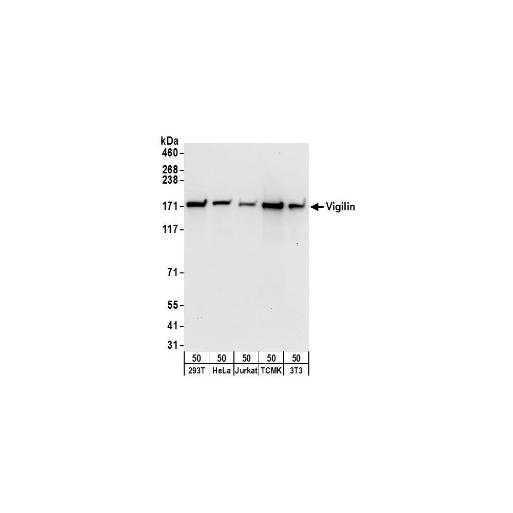 Rabbit anti-Vigilin Antibody, Affinity Purified
