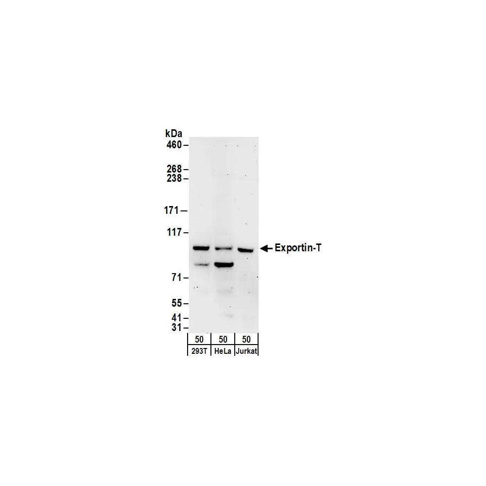 Rabbit anti-Exportin-T Antibody, Affinity Purified