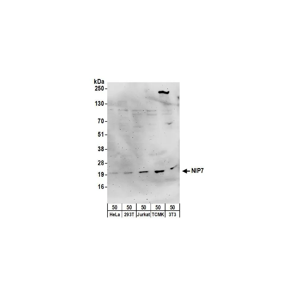 Rabbit anti-NIP7 Antibody, Affinity Purified