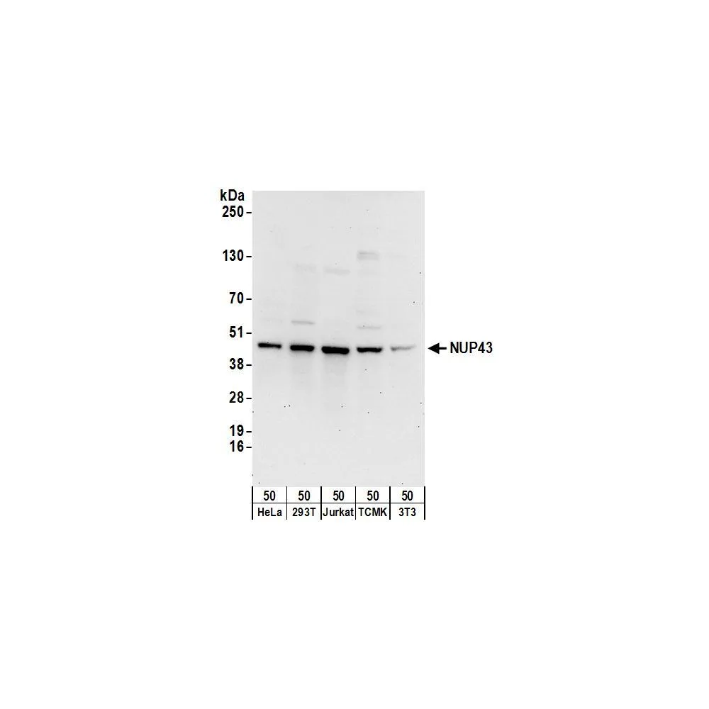 Rabbit anti-NUP43 Antibody, Affinity Purified