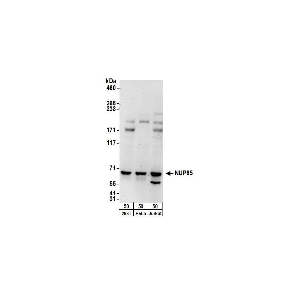 Rabbit anti-NUP85 Antibody, Affinity Purified