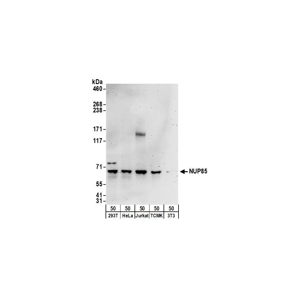 Rabbit anti-NUP85 Antibody, Affinity Purified