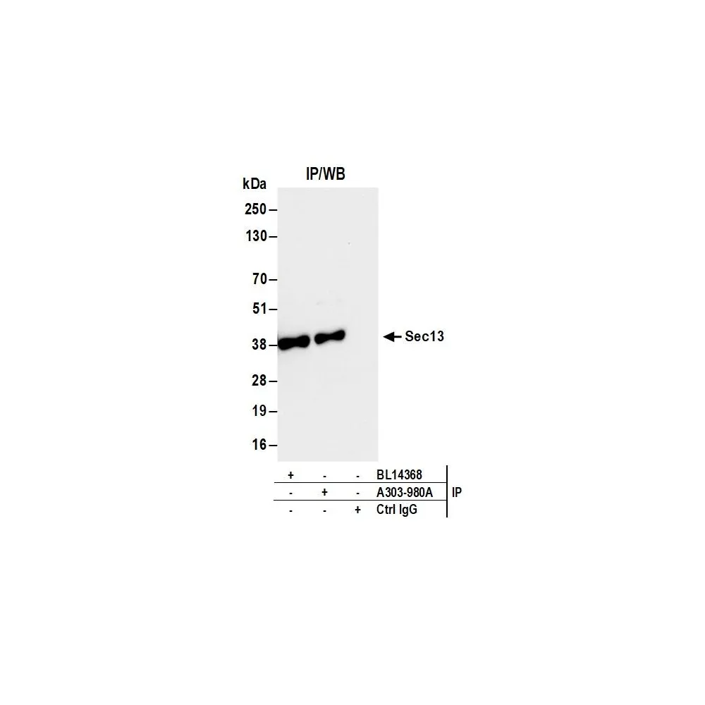 Rabbit anti-Sec13 Antibody, Affinity Purified