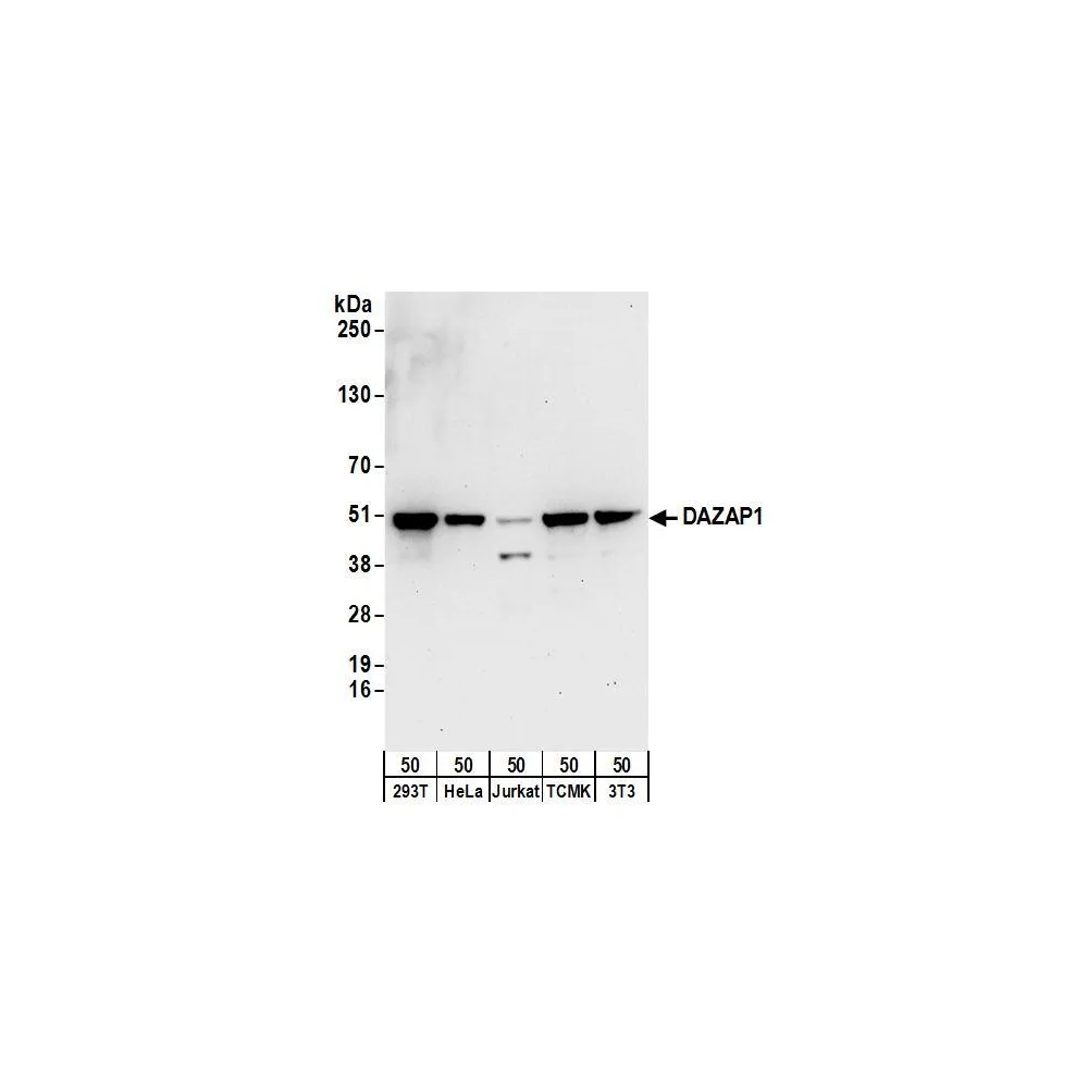Rabbit anti-DAZAP1 Antibody, Affinity Purified