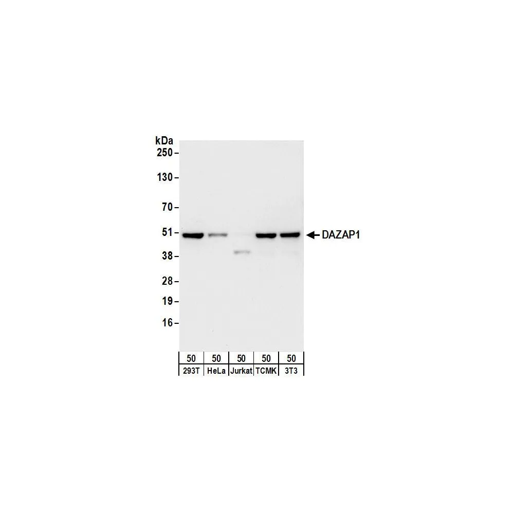 Rabbit anti-DAZAP1 Antibody, Affinity Purified