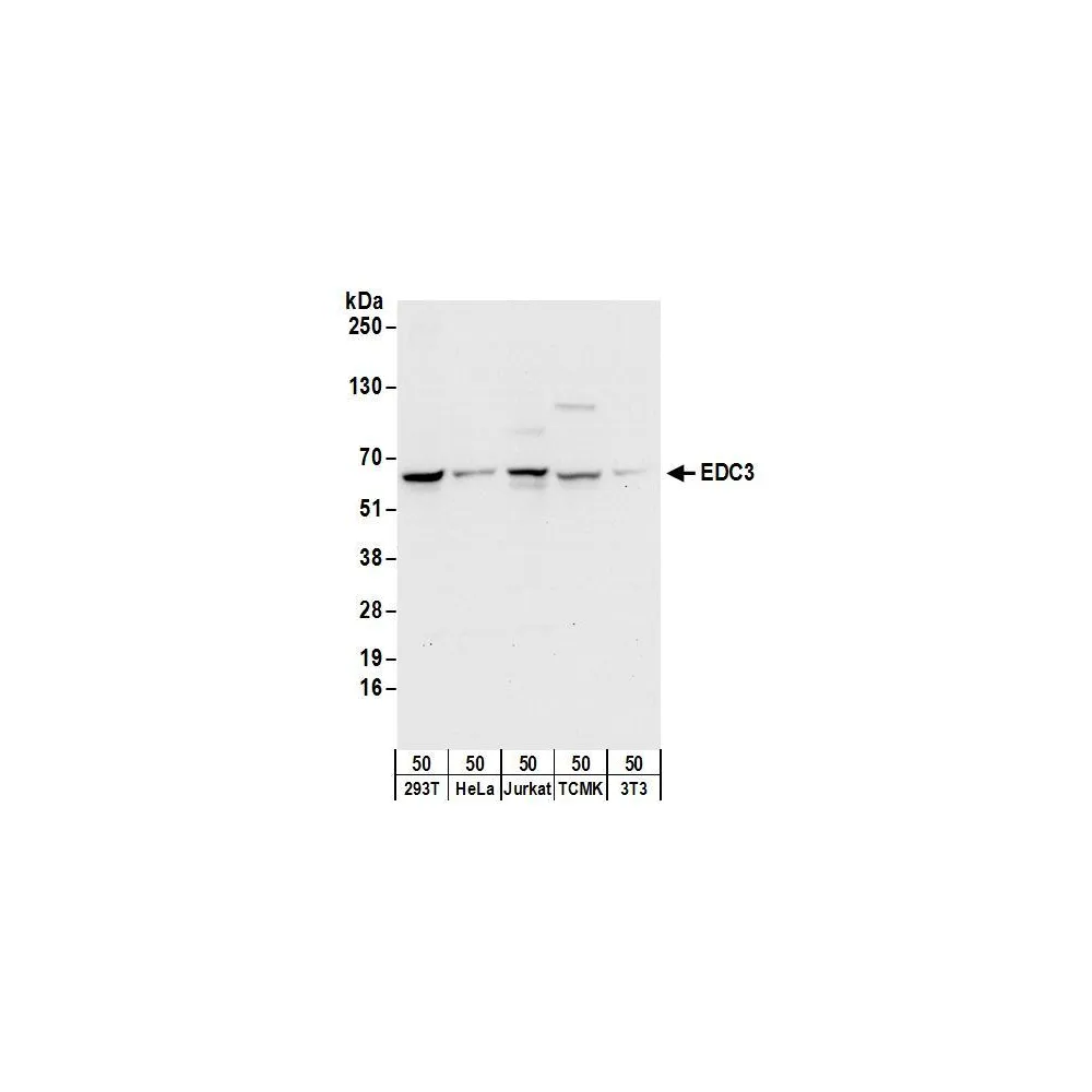 Rabbit anti-EDC3 Antibody, Affinity Purified