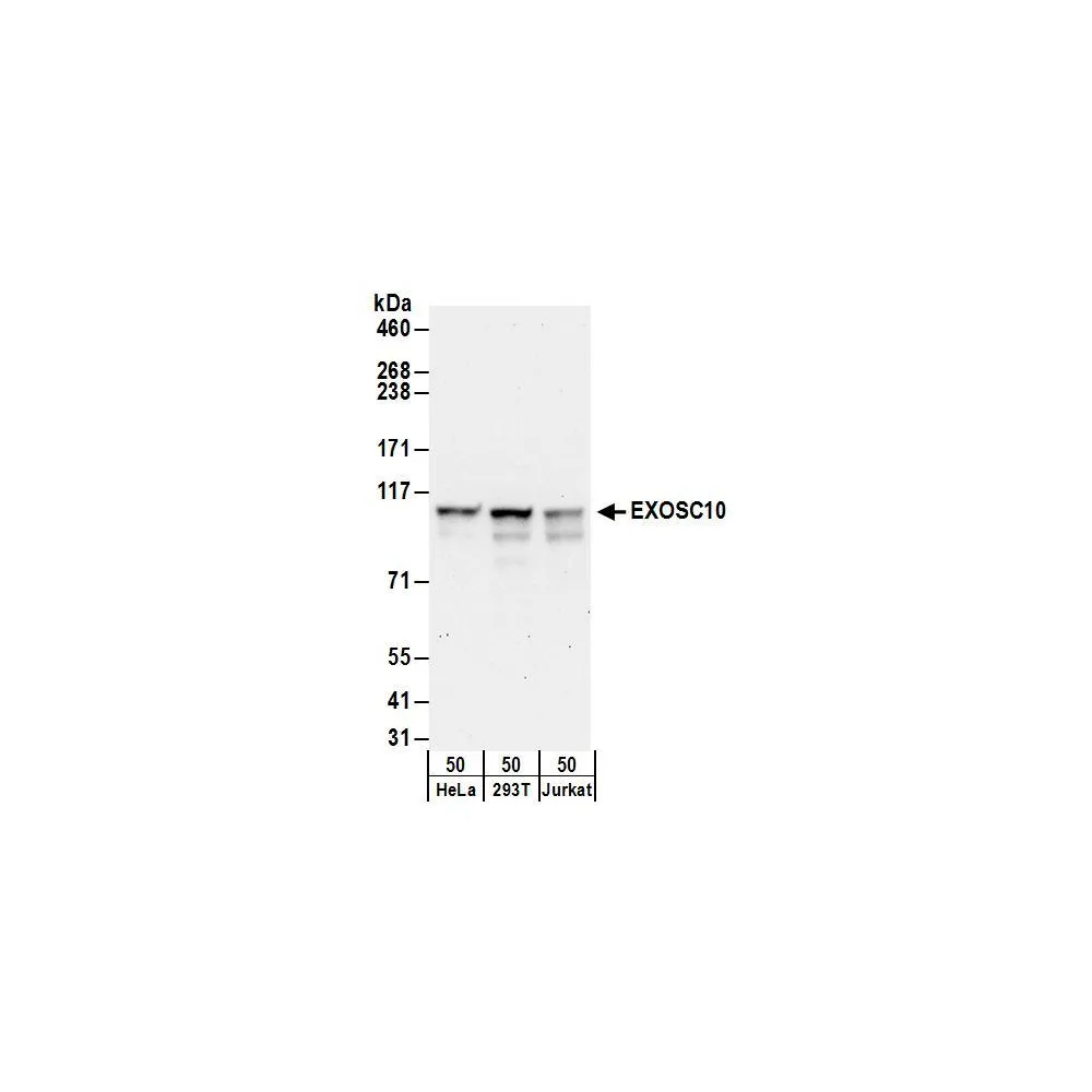 Rabbit anti-EXOSC10 Antibody, Affinity Purified