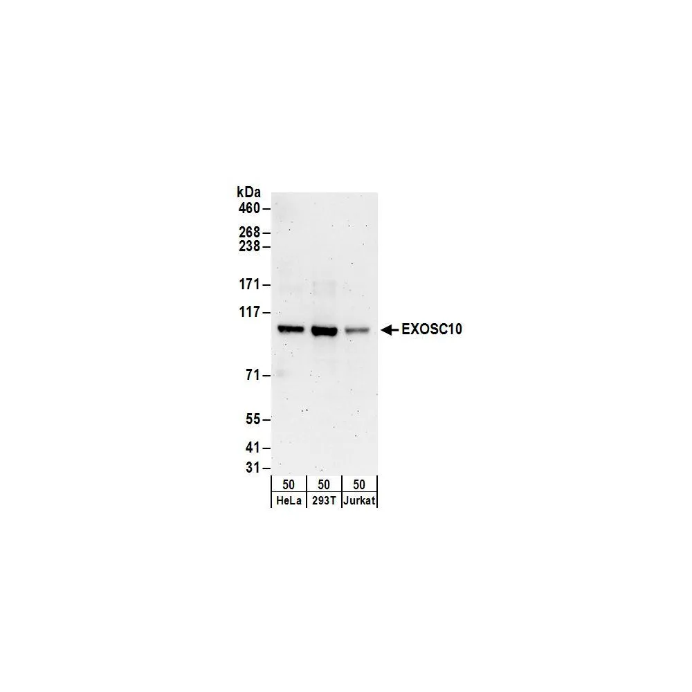 Rabbit anti-EXOSC10 Antibody, Affinity Purified