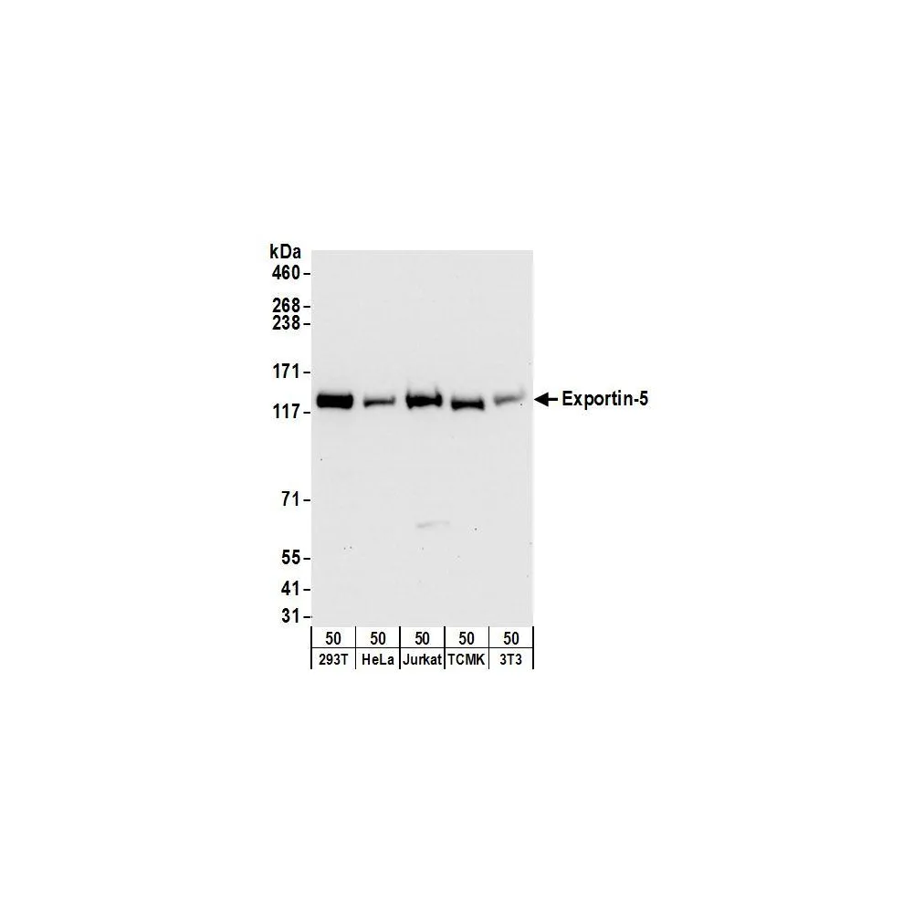 Rabbit anti-Exportin-5 Antibody, Affinity Purified