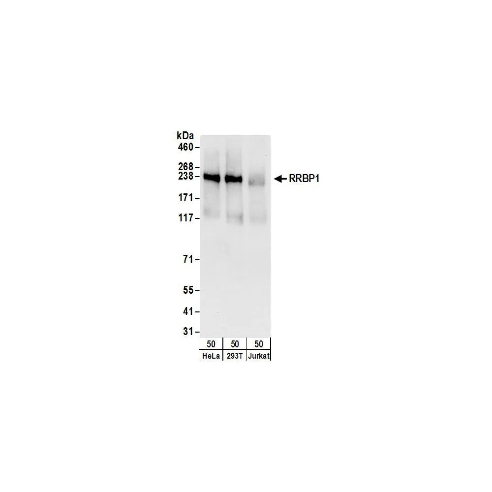 Rabbit anti-RRBP1 Antibody, Affinity Purified