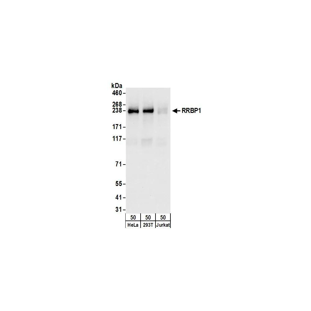 Rabbit anti-RRBP1 Antibody, Affinity Purified