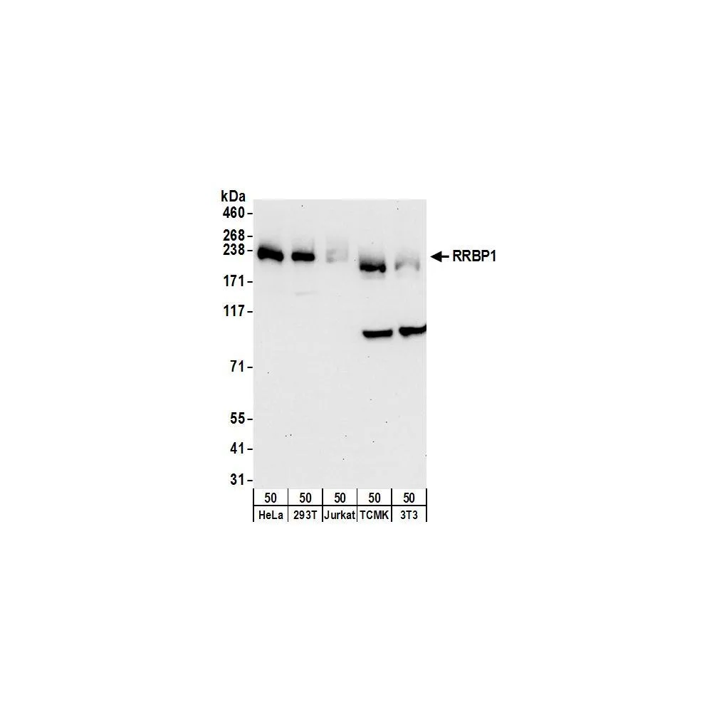 Rabbit anti-RRBP1 Antibody, Affinity Purified