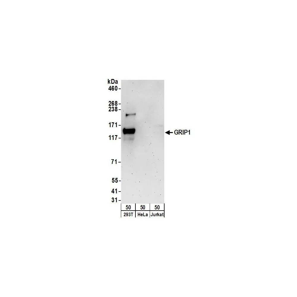 Rabbit anti-GRIP1 Antibody, Affinity Purified
