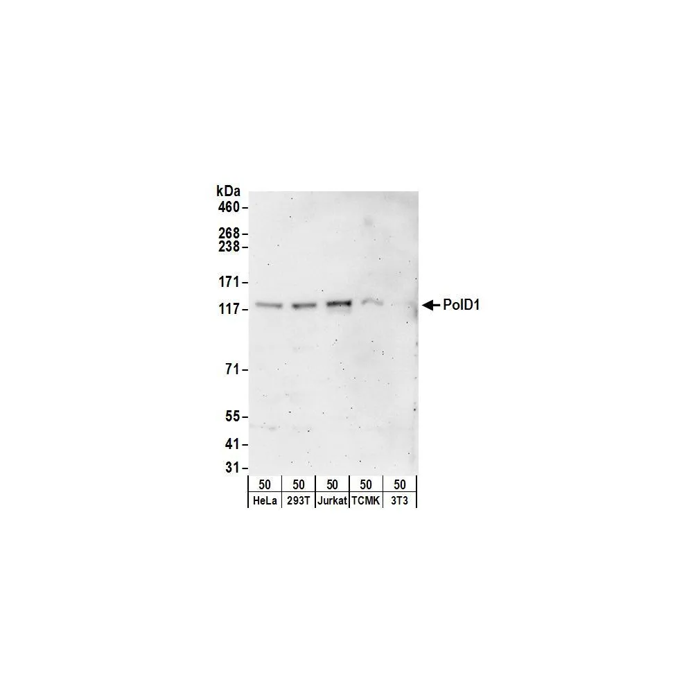 Rabbit anti-PolD1 Antibody, Affinity Purified