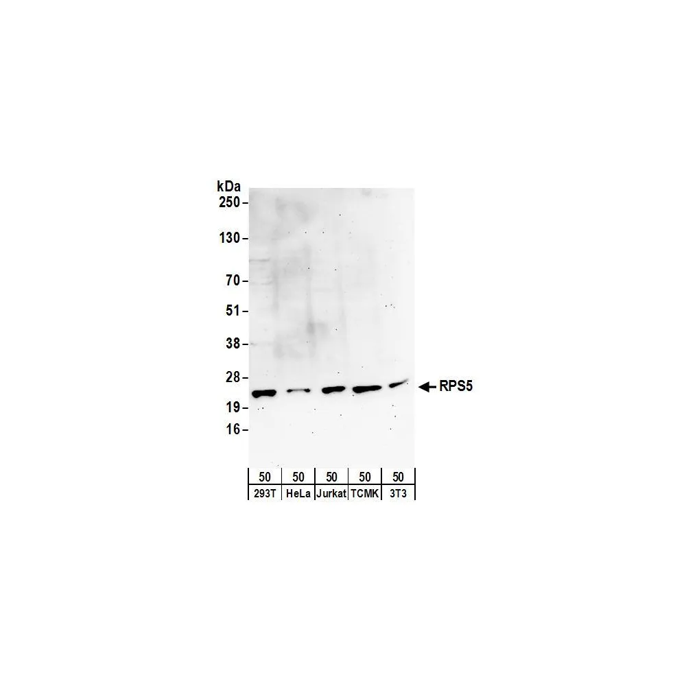 Rabbit anti-RPS5 Antibody, Affinity Purified
