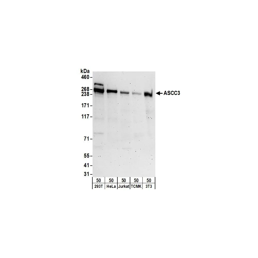 Rabbit anti-ASCC3 Antibody, Affinity Purified