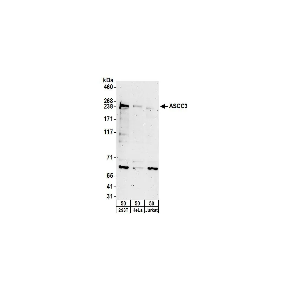 Rabbit anti-ASCC3 Antibody, Affinity Purified