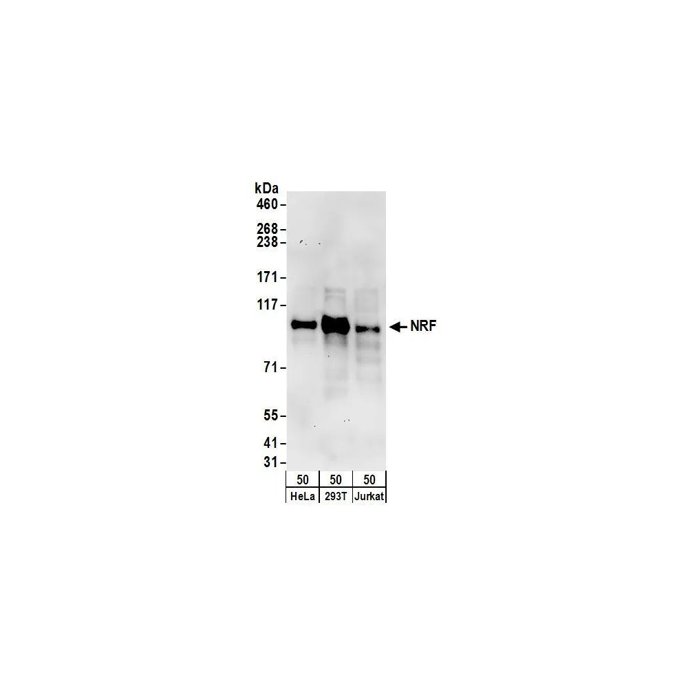 Rabbit anti-NRF Antibody, Affinity Purified