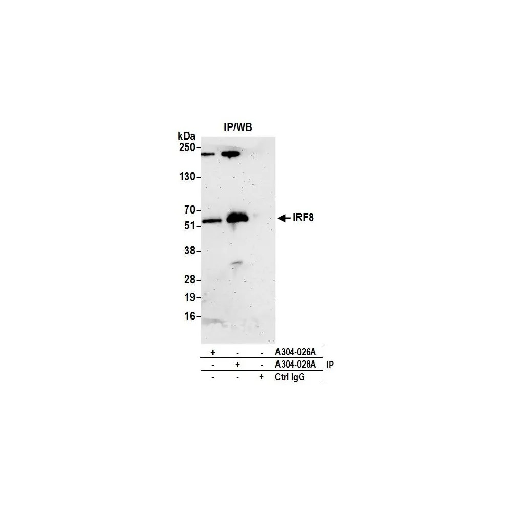 Rabbit anti-IRF8 Antibody, Affinity Purified