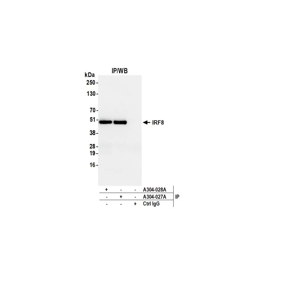 Rabbit anti-IRF8 Antibody, Affinity Purified