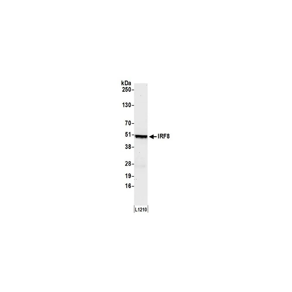 Rabbit anti-IRF8 Antibody, Affinity Purified