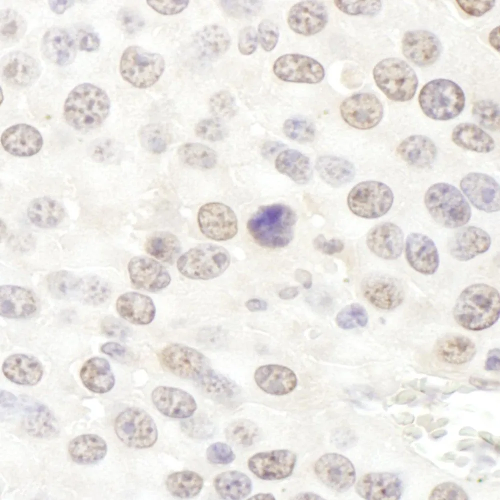 Rabbit anti-NHP2L1 Antibody, Affinity Purified