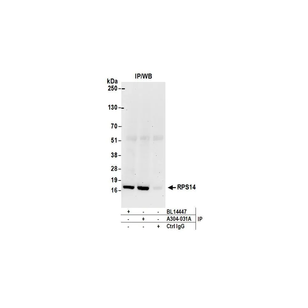 Rabbit anti-RPS14 Antibody, Affinity Purified