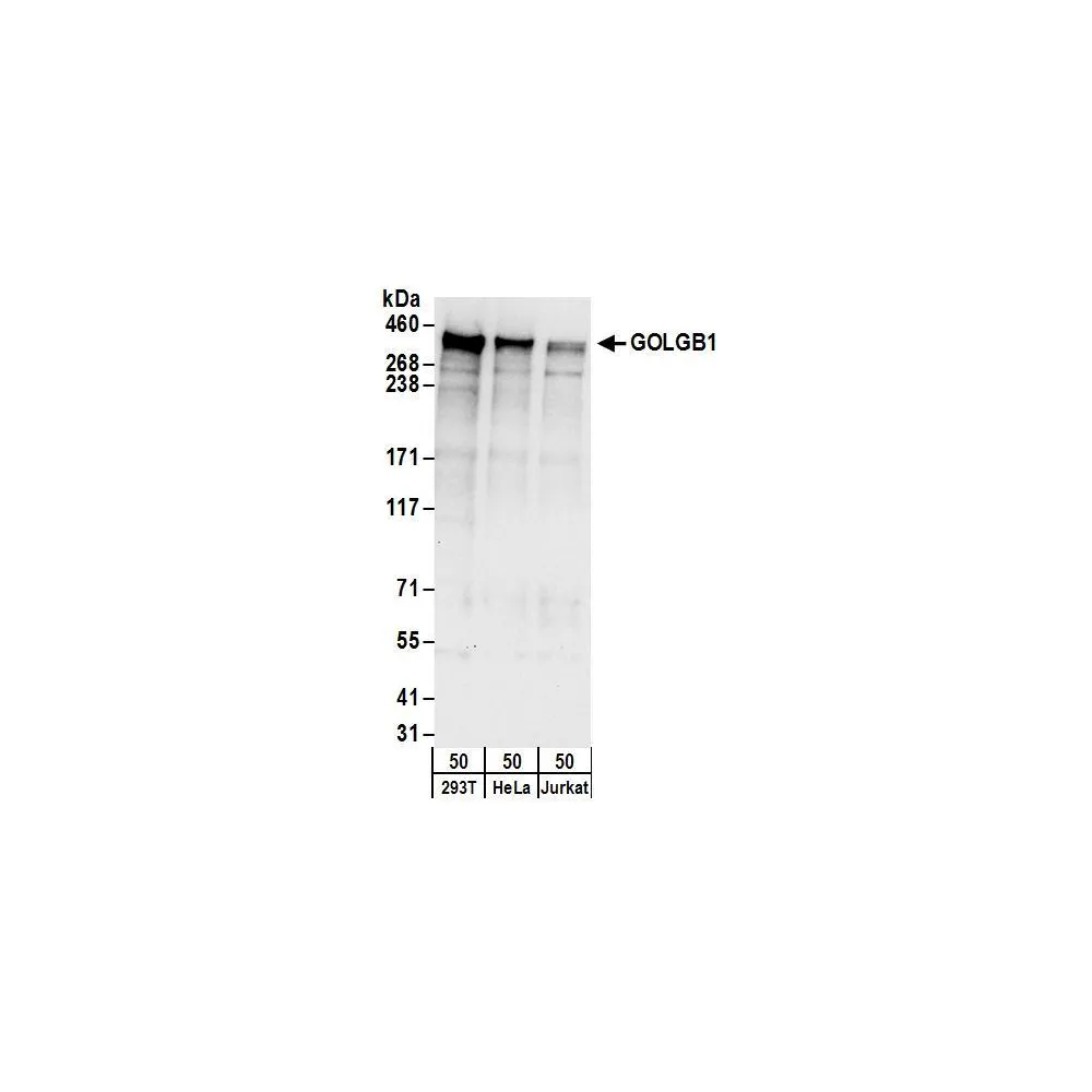 Rabbit anti-GOLGB1 Antibody, Affinity Purified