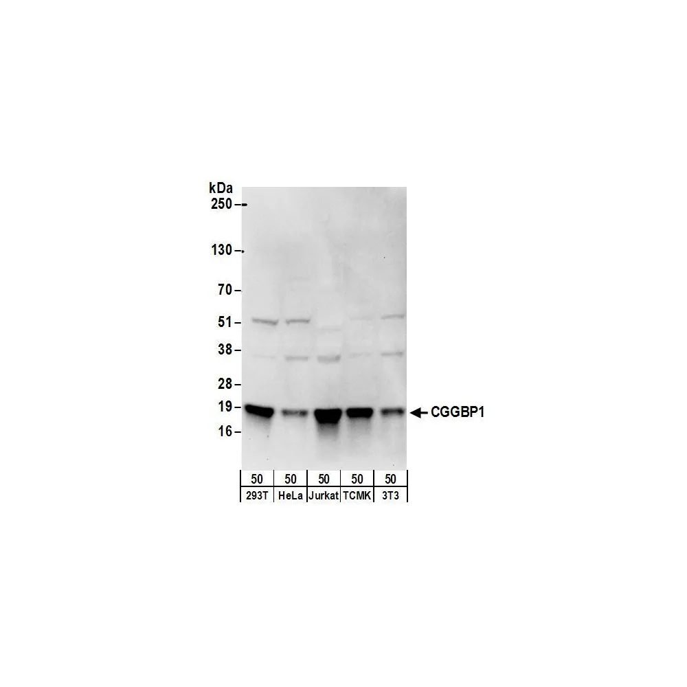 Rabbit anti-CGGBP1 Antibody, Affinity Purified