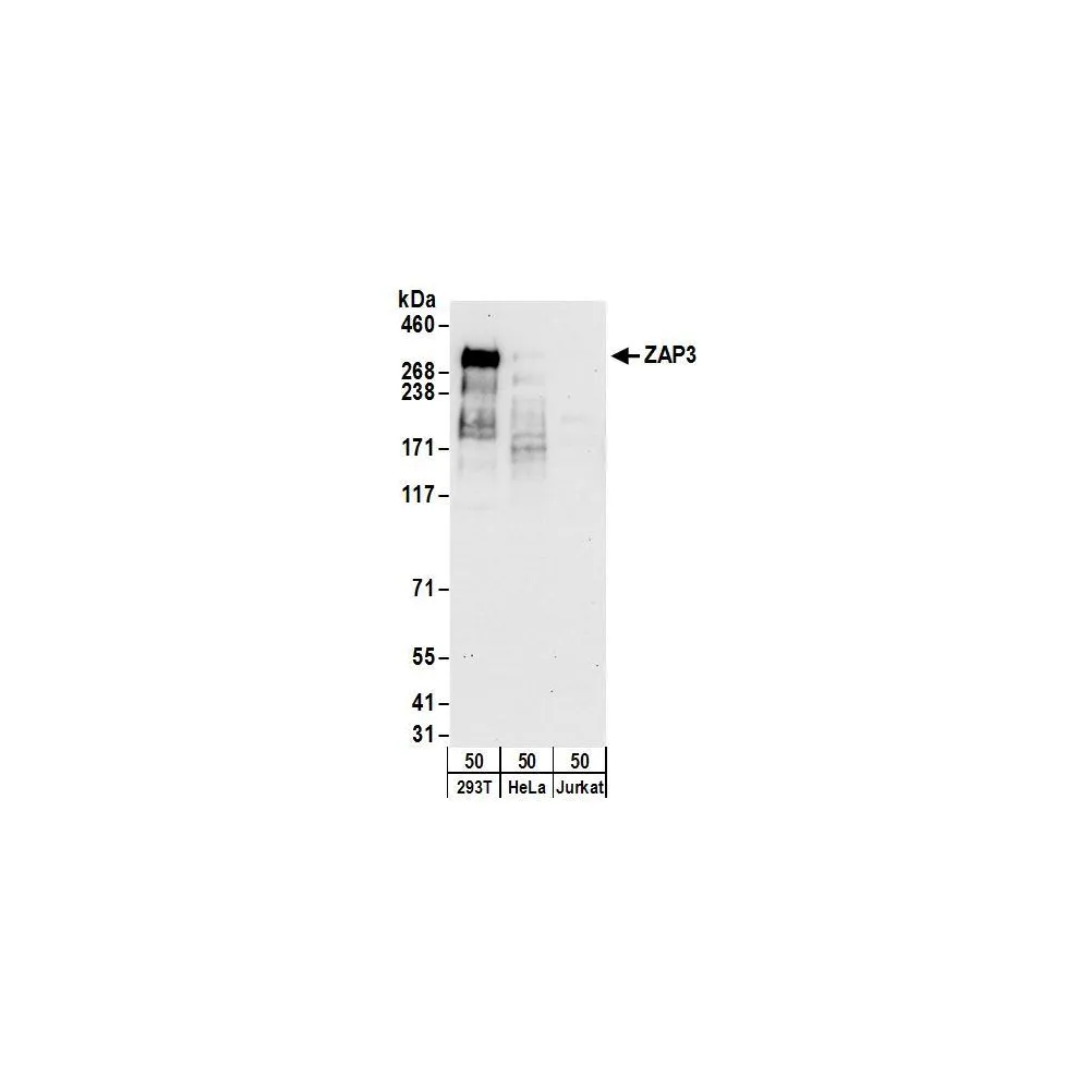Rabbit anti-ZAP3 Antibody, Affinity Purified