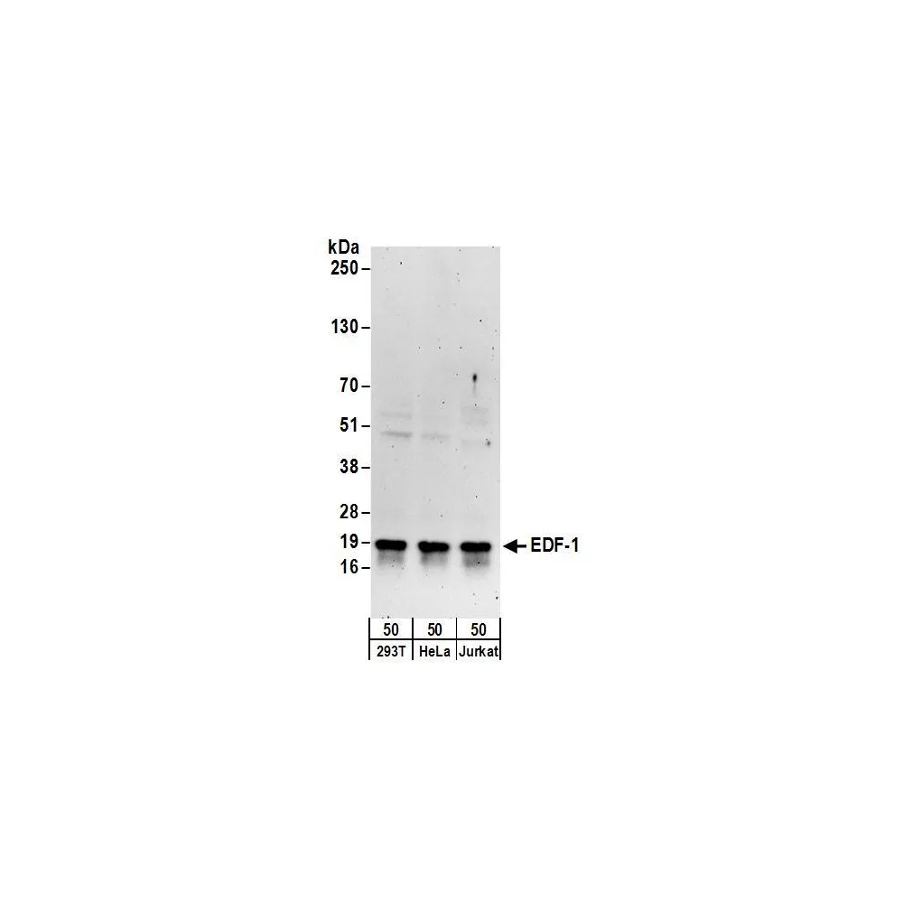 Rabbit anti-EDF-1 Antibody, Affinity Purified