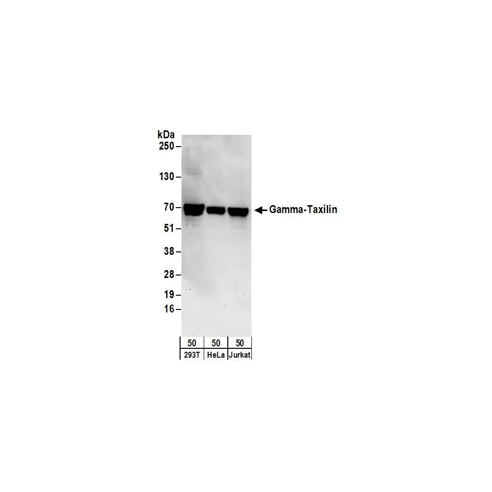 Rabbit anti-Gamma-Taxilin Antibody, Affinity Purified