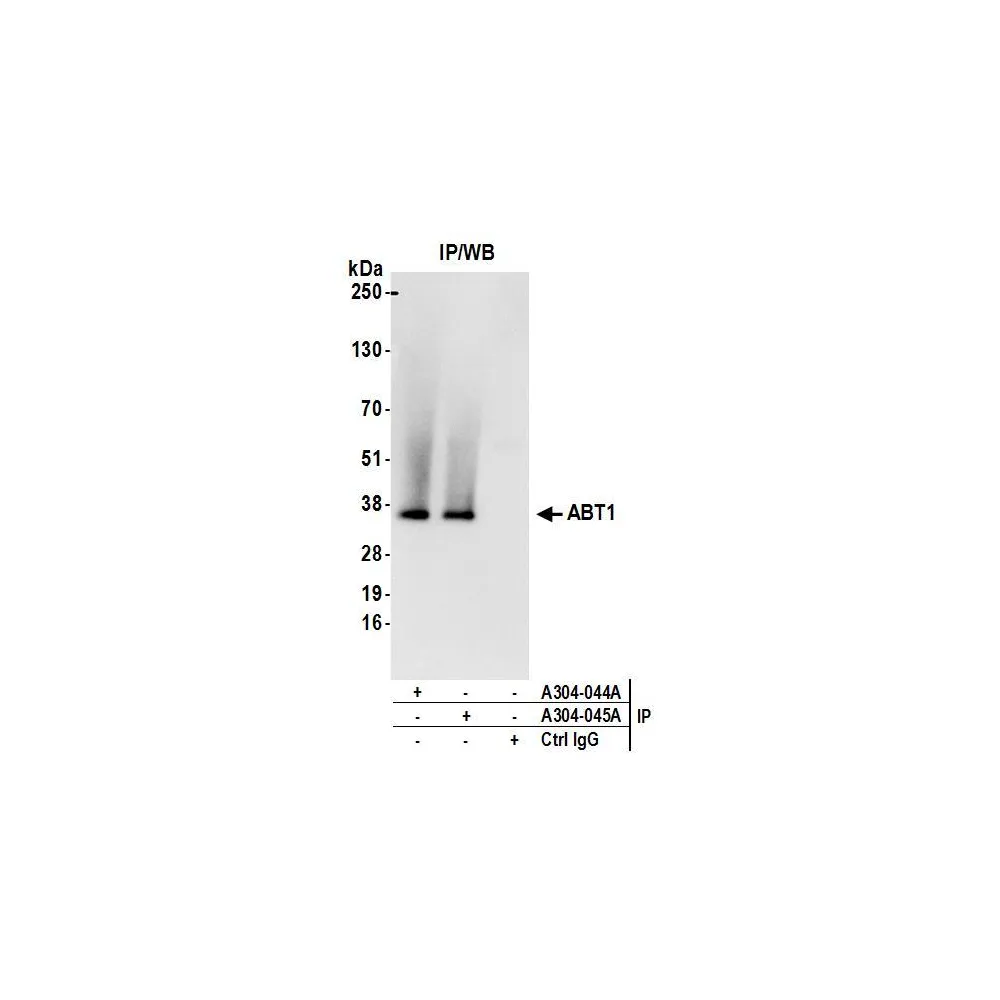 Rabbit anti-ABT1 Antibody, Affinity Purified