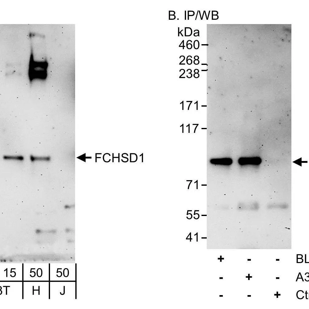 Rabbit anti-FCHSD1 Antibody, Affinity Purified