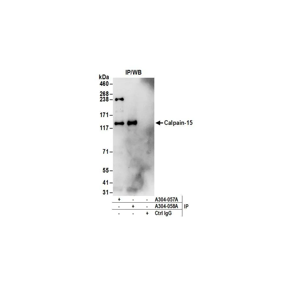 Rabbit anti-Calpain-15 Antibody, Affinity Purified