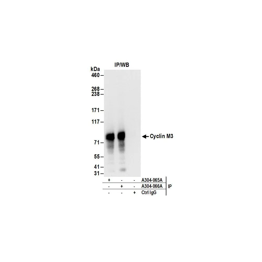 Rabbit anti-Cyclin M3 Antibody, Affinity Purified