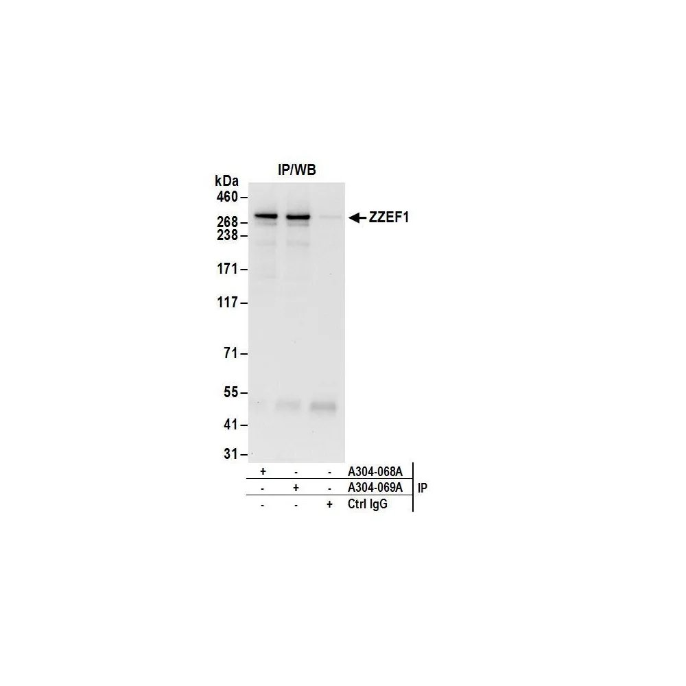 Rabbit anti-ZZEF1 Antibody, Affinity Purified