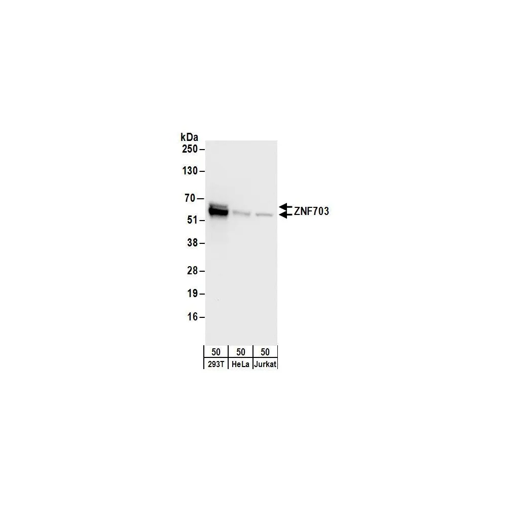 Rabbit anti-ZNF703 Antibody, Affinity Purified