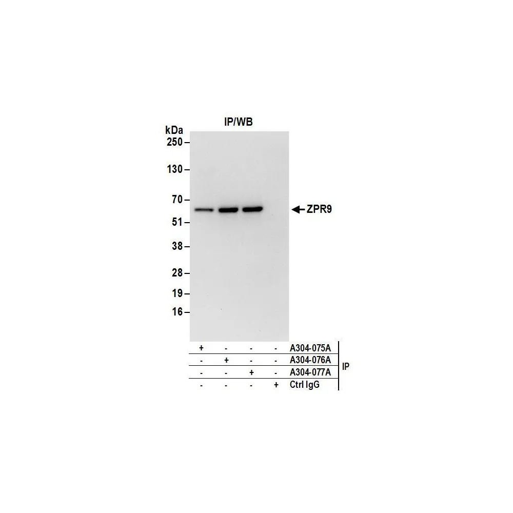 Rabbit anti-ZPR9 Antibody, Affinity Purified