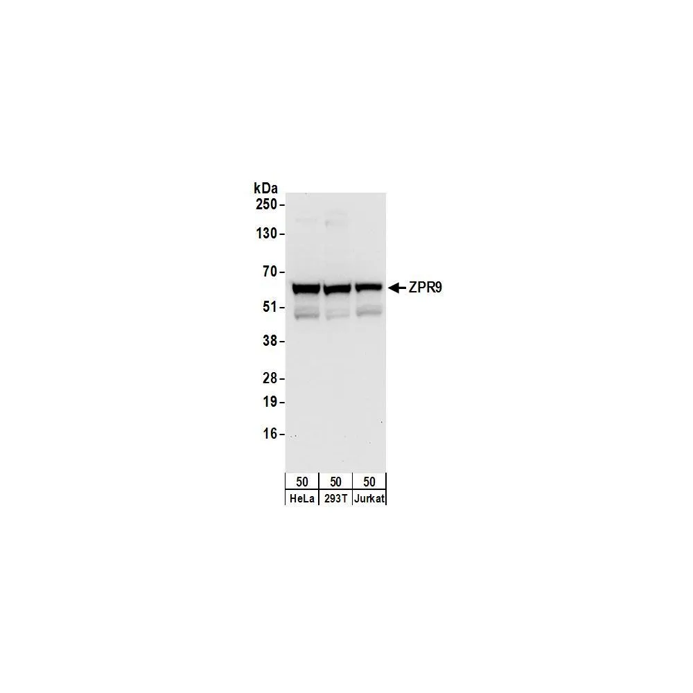 Rabbit anti-ZPR9 Antibody, Affinity Purified