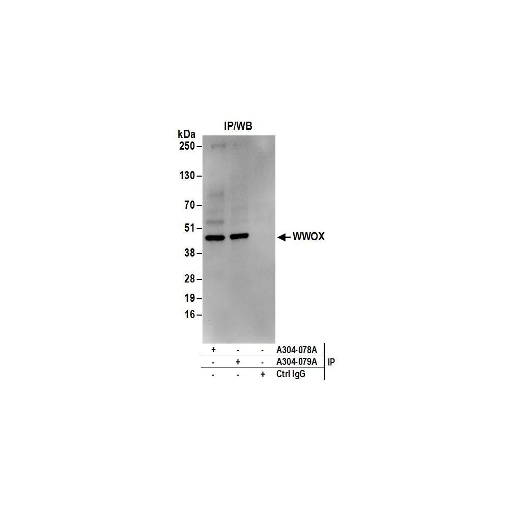 Rabbit anti-WWOX Antibody, Affinity Purified