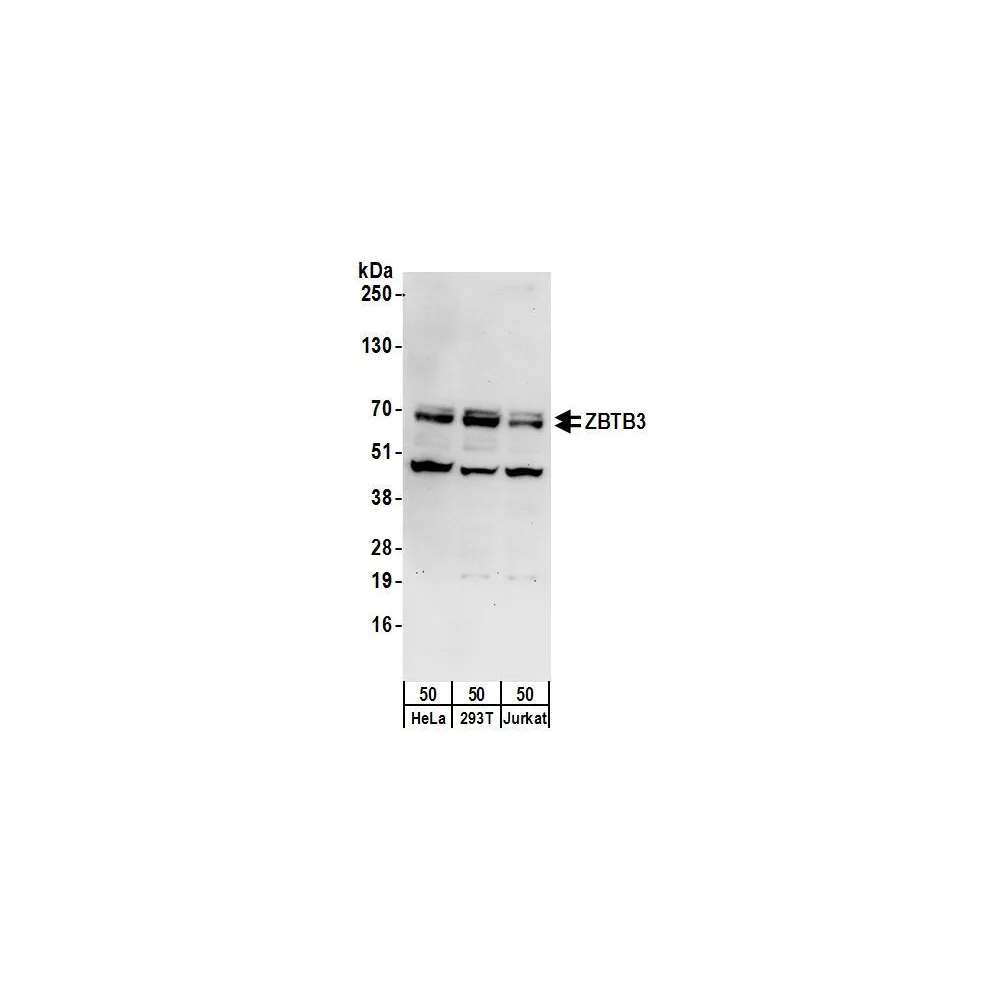 Rabbit anti-ZBTB3 Antibody, Affinity Purified