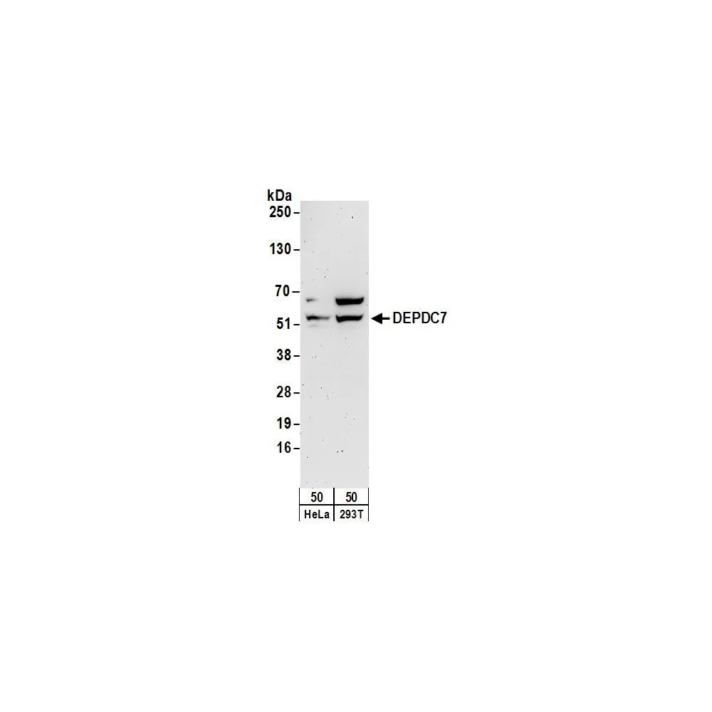 Rabbit anti-DEPDC7 Antibody, Affinity Purified