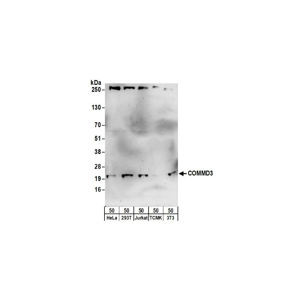 Rabbit anti-COMMD3 Antibody, Affinity Purified