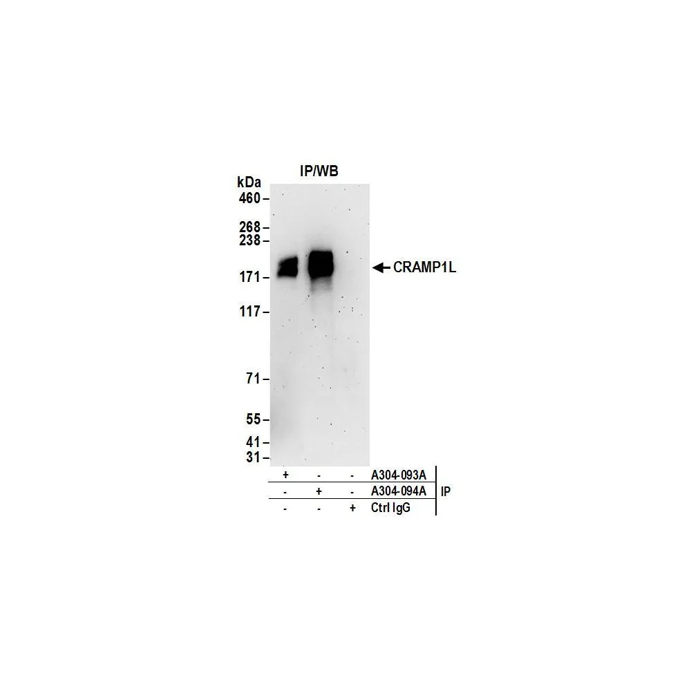 Rabbit anti-CRAMP1L Antibody, Affinity Purified