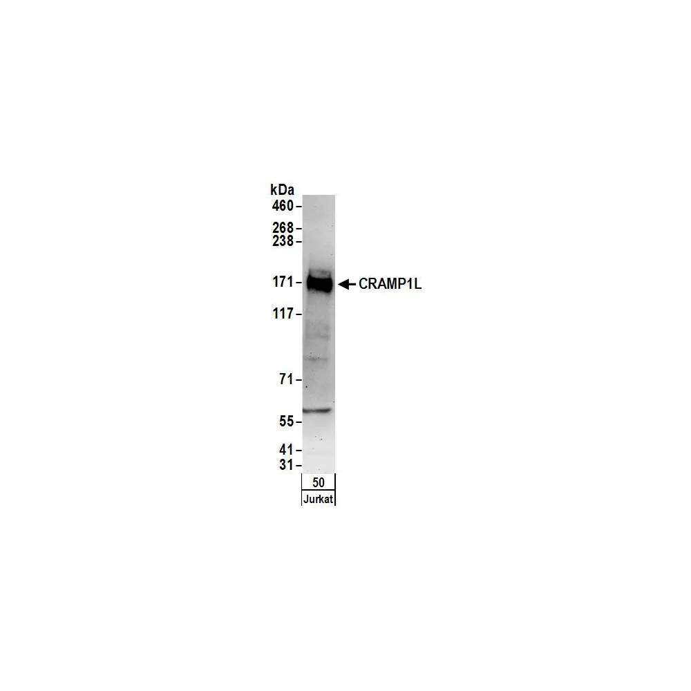 Rabbit anti-CRAMP1L Antibody, Affinity Purified