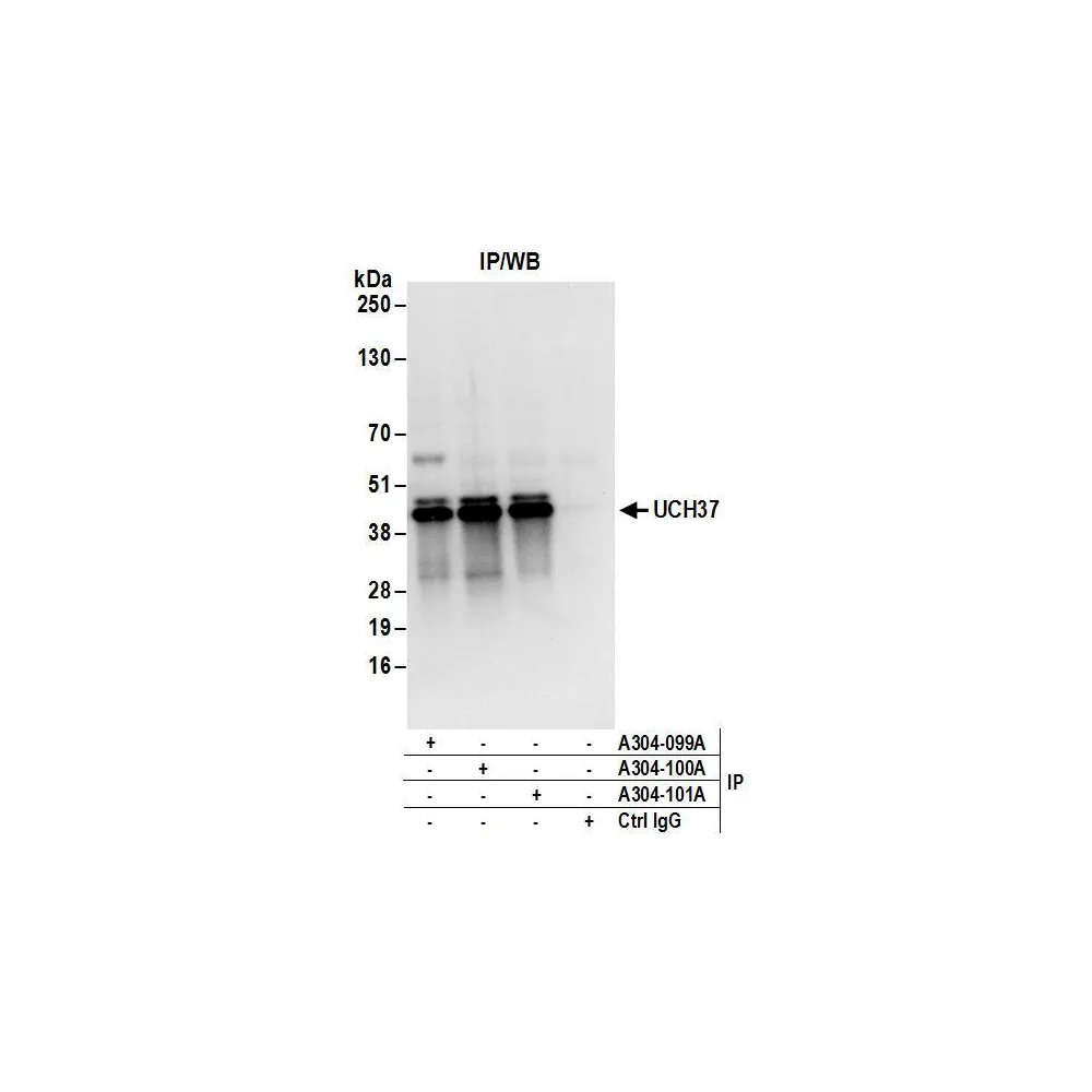 Rabbit anti-UCH37 Antibody, Affinity Purified