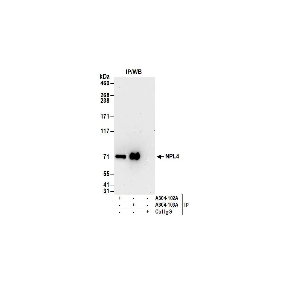 Rabbit anti-NPL4 Antibody, Affinity Purified